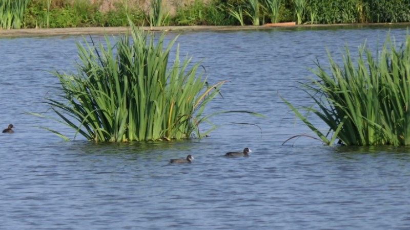 Obsthof Cordes - Produktbild Bei uns im See fühlen sich die Teichhühner wohl