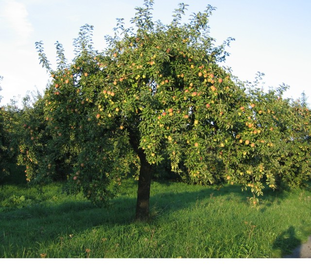 Obsthof Cordes -  034  Finkenwerder Prinzenbaum