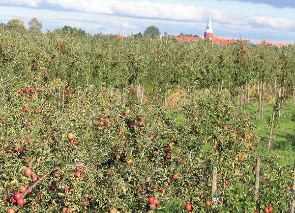 Obsthof Cordes -