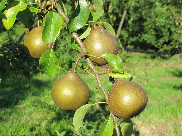 Obsthof Cordes -