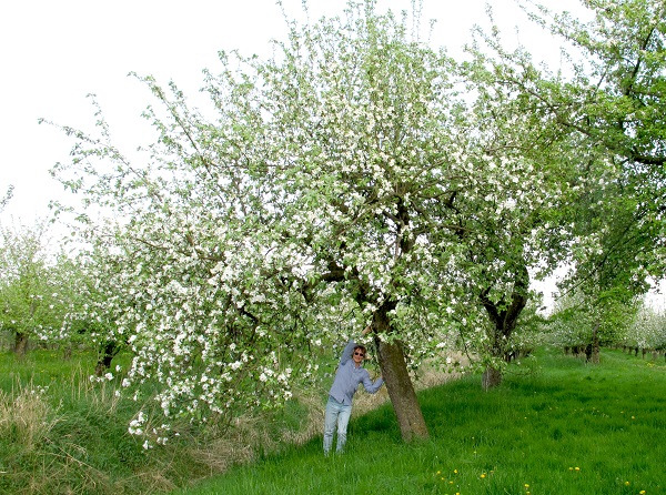 Obsthof Cordes -