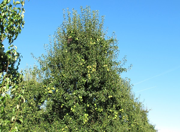 Obsthof Cordes -