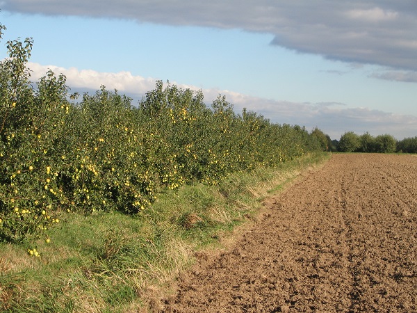 Obsthof Cordes -