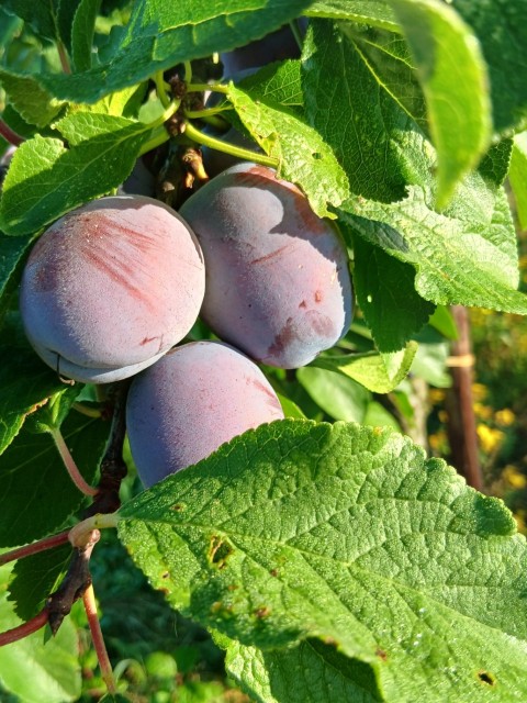 Obsthof Cordes - Fruchtfoto Katinka