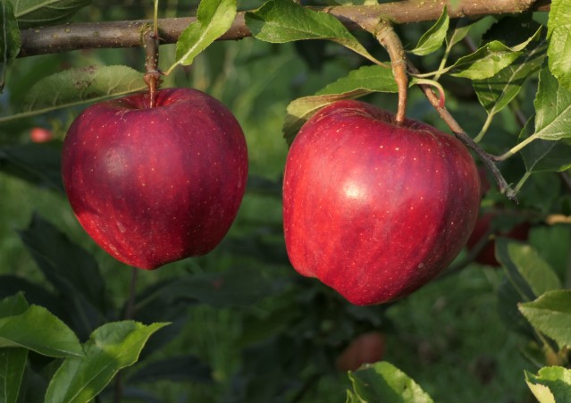 Obsthof Cordes -   1040933