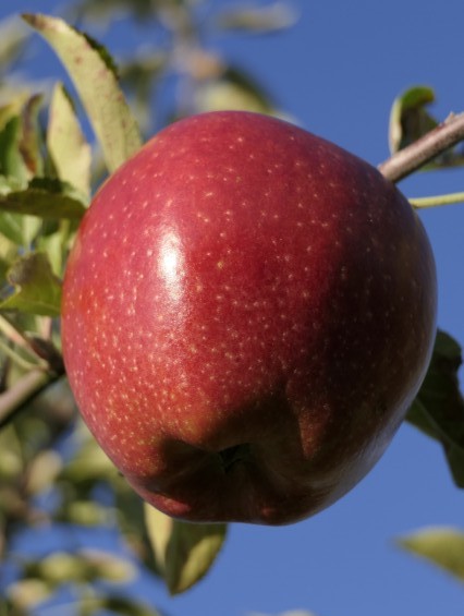 Obsthof Cordes - Fruchtfoto Braeburn