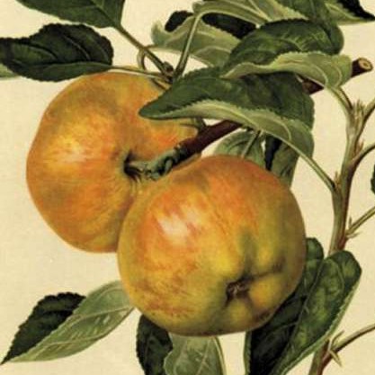 Obsthof Cordes - Fruchtfoto Freiherr von Berlepsch