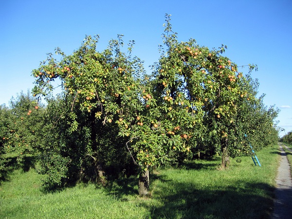 Obsthof Cordes -
