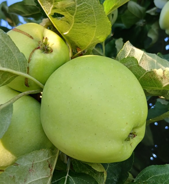 Obsthof Cordes - Fruchtfoto Klarapfel